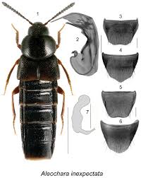 Attēlu rezultāti vaicājumam “Oenothera rubricauli”