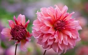 Image result for Dahlia Darkarin`