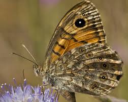 Attēlu rezultāti vaicājumam “Lasiommata megera”