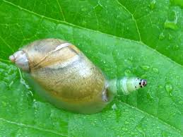 Attēlu rezultāti vaicājumam “Leucochloridium paradoxum”