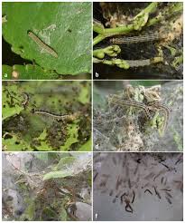 Attēlu rezultāti vaicājumam “Yponomeuta malinellus / cagnagella larva”
