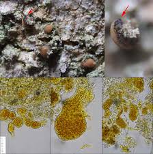Attēlu rezultāti vaicājumam “Bacidia rubella”