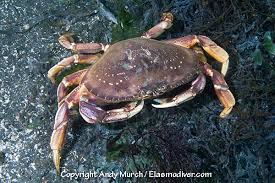 Image result for Metacarcinus magister