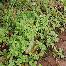 Attēlu rezultāti vaicājumam “Potentilla reptans”