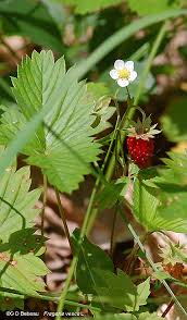 Attēlu rezultāti vaicājumam “Fragaria vesca flower”