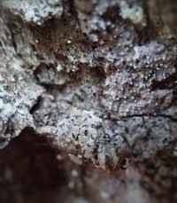 Attēlu rezultāti vaicājumam “Alyxoria varia”