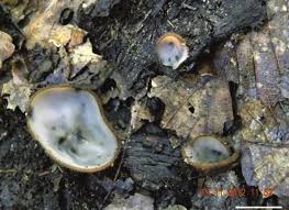 Attēlu rezultāti vaicājumam “Humaria hemisphaerica”