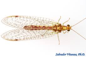 Attēlu rezultāti vaicājumam “Chrysopidae”