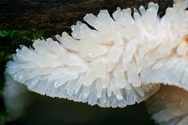 Attēlu rezultāti vaicājumam “Phlebia tremellosa”