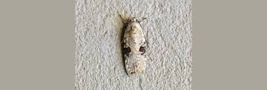 Attēlu rezultāti vaicājumam “Agonopterix alstromeriana”