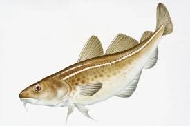 Image result for Gadus macrocephalus