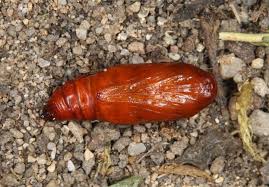 Attēlu rezultāti vaicājumam “Xanthorhoe quadrifasiata”