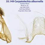 Attēlu rezultāti vaicājumam “Carpatolechia alburnella”