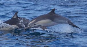 Image result for Delphinus delphis