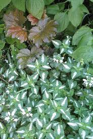 Attēlu rezultāti vaicājumam “Lamium album leaf”