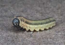 Attēlu rezultāti vaicājumam “Mellicta athalia larva”
