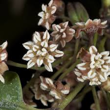 Attēlu rezultāti vaicājumam “Trichia ambigua”