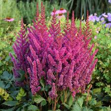 Image result for Astilbe