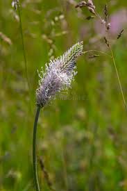Attēlu rezultāti vaicājumam “Plantago media flower”