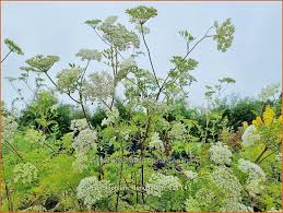 Attēlu rezultāti vaicājumam “Cenolophium denudatum leaf”
