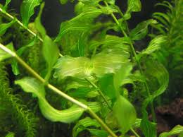 Attēlu rezultāti vaicājumam “Potamogeton perfoliatus flower”