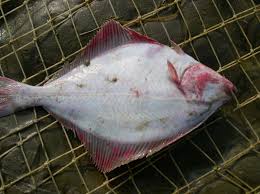 Image result for Platichthys flesus