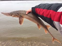 Image result for Scaphirhynchus platorynchus