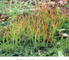 Attēlu rezultāti vaicājumam “Jungermannia subulata”