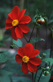 Image result for Dahlia hybrid.