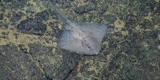 Image result for Amblyraja hyperborea