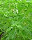 Ocimum basilicum page