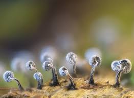 Attēlu rezultāti vaicājumam “Physarum bryocorticola macro”