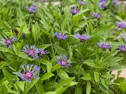 Image result for Flockenblume