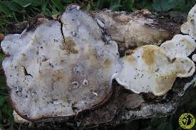 Attēlu rezultāti vaicājumam “Skeletocutis nivea”