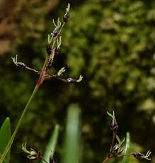 Attēlu rezultāti vaicājumam “Luzula pilosa bud”