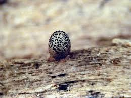 Attēlu rezultāti vaicājumam “Lycogala conicum”