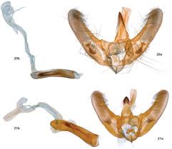 Attēlu rezultāti vaicājumam “Pyralididae”