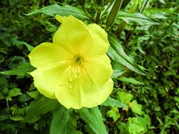 Image result for Nachtkerze