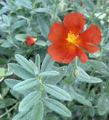 Attēlu rezultāti vaicājumam “Helianthemum nummularium”