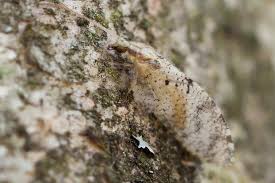 Attēlu rezultāti vaicājumam “Hemerobius perelegans”