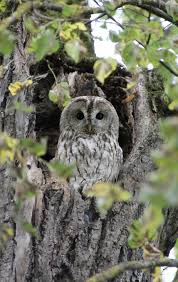 Image result for Strix aluco