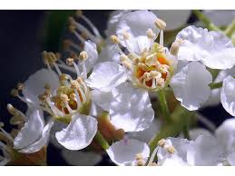 Attēlu rezultāti vaicājumam “Prunus serotina flower”