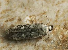 Attēlu rezultāti vaicājumam “Gelechia jakovlevi”