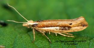 Attēlu rezultāti vaicājumam “Ypsolopha parenthesella”