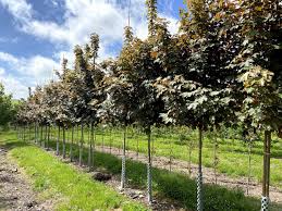 Attēlu rezultāti vaicājumam “Acer pseudoplatanus fo. purpurascens”
