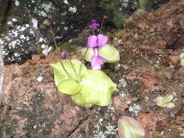 Attēlu rezultāti vaicājumam “Lentibulariaceae”