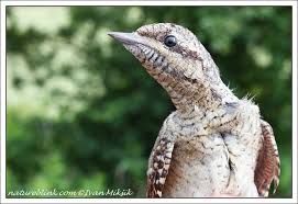 Image result for Jynx torquilla