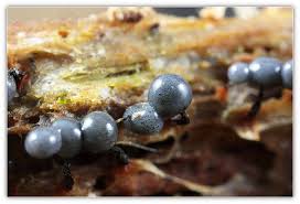 Attēlu rezultāti vaicājumam “Cribraria piriformis macro”