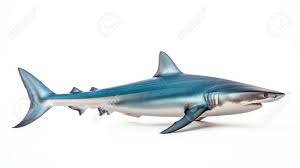 Image result for Prionace glauca