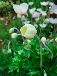 Attēlu rezultāti vaicājumam “Anemone sylvestris bud”